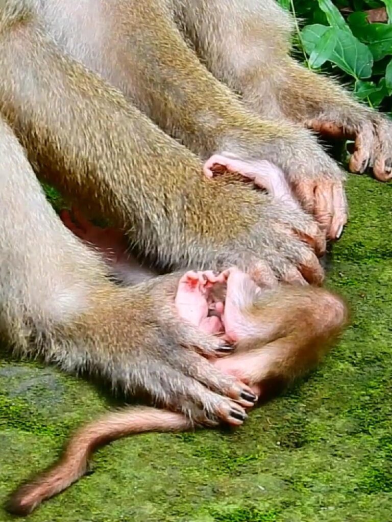 Baby monkey crying so loudly when hate her & pushing baby so bad