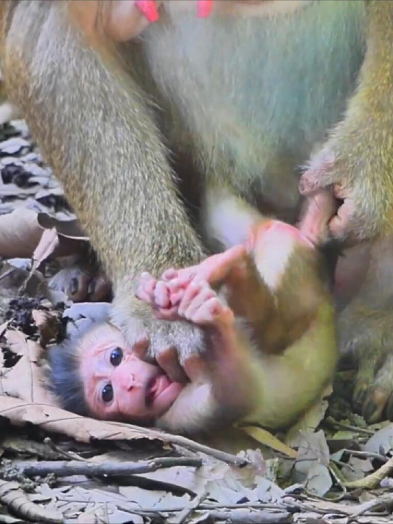 Tiny Loren cries loud calling mom on ground. Poor cute baby.