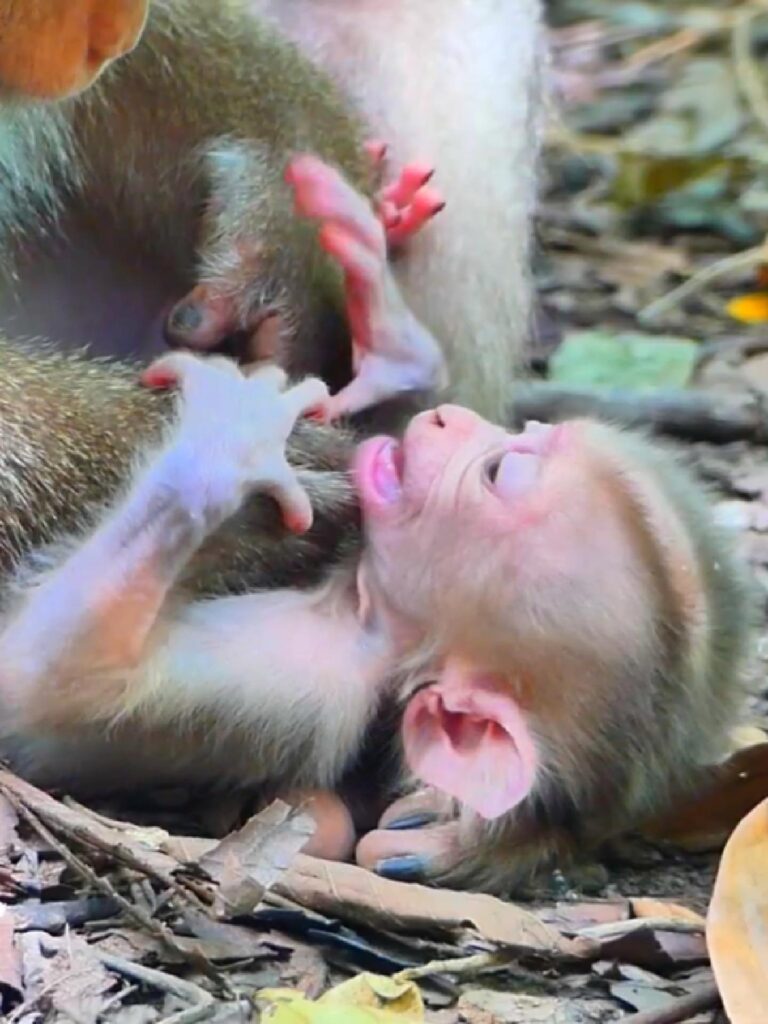 Mom is teaching her baby monkey independence, But baby needs comfort.