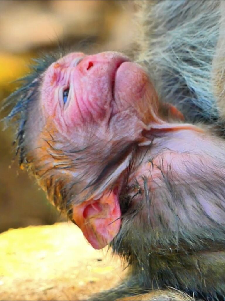 Hot Event! Million Pitiful Newborn Screams Cry For A Long Time Was Born Today…!