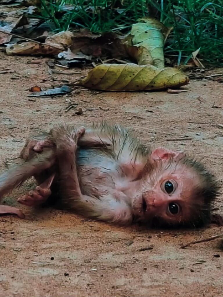 poor baby monkey The older sister pushed her younger sibling down while fighting over the milk.